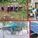 Green school